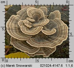 Trametes versicolor (wrośniak różnobarwny)