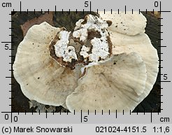 Trametes versicolor (wrośniak różnobarwny)