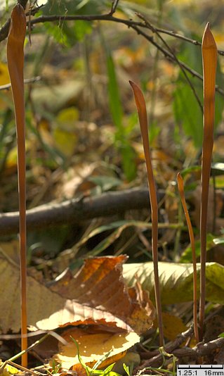 Macrotyphula fistulosa var. fistulosa (buławka rurkowata odmiana typowa)