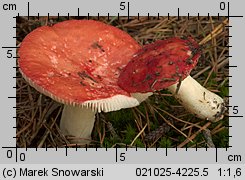 Russula emetica (gołąbek wymiotny)