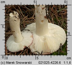 Russula emetica (gołąbek wymiotny)