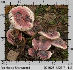 Russula turci (gołąbek turecki)