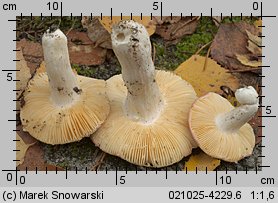 Russula turci (gołąbek turecki)