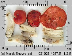 Russula emetica (gołąbek wymiotny)