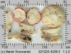 Russula emetica (gołąbek wymiotny)