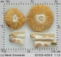 Russula turci (gołąbek turecki)