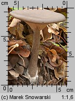 Pseudoclitocybe cyathiformis (lejkownik kubkowatokapeluszowy)