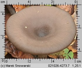 Pseudoclitocybe cyathiformis (lejkownik kubkowatokapeluszowy)