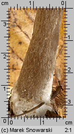 Pseudoclitocybe cyathiformis (lejkownik kubkowatokapeluszowy)