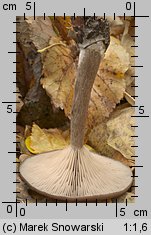 Pseudoclitocybe cyathiformis (lejkownik kubkowatokapeluszowy)