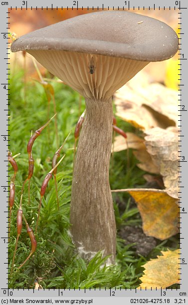 Pseudoclitocybe cyathiformis (lejkownik kubkowatokapeluszowy)