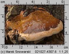 Fomitopsis pinicola (pniarek obrzeżony)