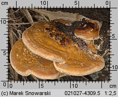 Fomitopsis pinicola (pniarek obrzeżony)