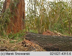 Fomitopsis pinicola (pniarek obrzeżony)