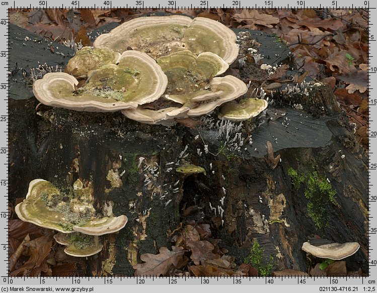 Trametes gibbosa (wrośniak garbaty)