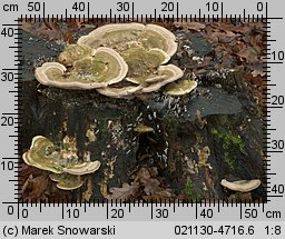 Trametes gibbosa (wrośniak garbaty)