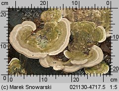 Trametes gibbosa (wrośniak garbaty)