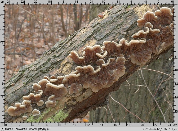 Auricularia mesenterica (uszak skórnikowaty)