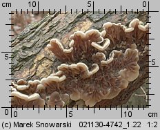 Auricularia mesenterica (uszak skórnikowaty)