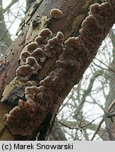 Auricularia mesenterica (uszak skórnikowaty)