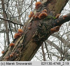 Auricularia auricula-judae (uszak bzowy)