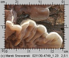 Auricularia mesenterica (uszak skórnikowaty)