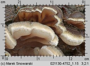 Auricularia mesenterica (uszak skórnikowaty)