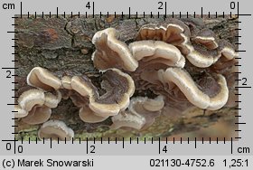 Auricularia mesenterica (uszak skórnikowaty)