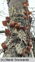 Auricularia auricula-judae (uszak bzowy)