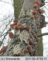 Auricularia auricula-judae (uszak bzowy)