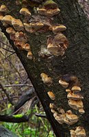 Phellinus tuberculosus (czyreń śliwowy)