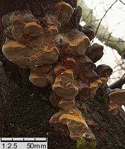 Phellinus tuberculosus (czyreń śliwowy)