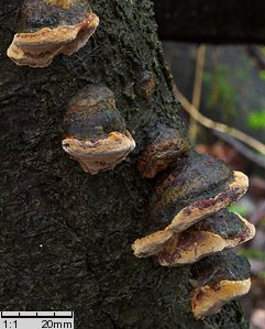 Phellinus tuberculosus (czyreń śliwowy)