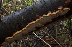 Phellinus tuberculosus (czyreń śliwowy)