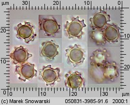 Hydnellum scabrosum (kolczakówka szorstka)