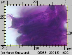 Hydnellum scabrosum (kolczakówka szorstka)