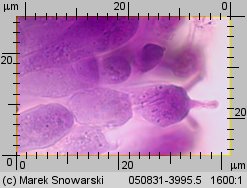 Hydnellum scabrosum (kolczakówka szorstka)