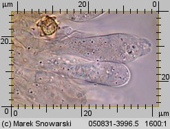 Hydnellum scabrosum (kolczakówka szorstka)