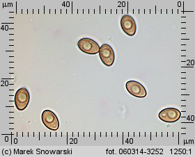 Stropharia caerulea (pierścieniak niebieskawy)