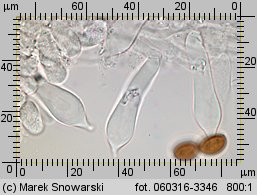 Stropharia rugosoannulata (pierścieniak uprawny)