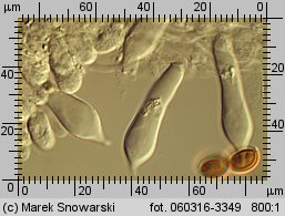 Stropharia rugosoannulata (pierścieniak uprawny)