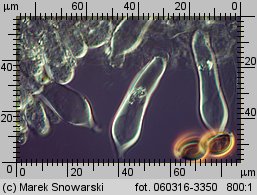 Stropharia rugosoannulata (pierścieniak uprawny)