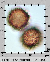 Scleroderma verrucosum (tęgoskór brodawkowany)