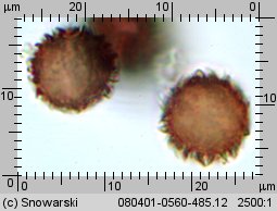 Scleroderma verrucosum (tęgoskór brodawkowany)