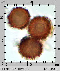 Scleroderma verrucosum (tęgoskór brodawkowany)