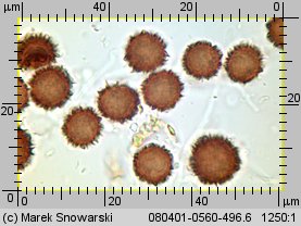 Scleroderma verrucosum (tęgoskór brodawkowany)