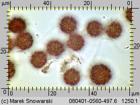 Scleroderma verrucosum (tęgoskór brodawkowany)