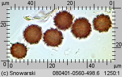 Scleroderma verrucosum (tęgoskór brodawkowany)