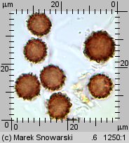 Scleroderma verrucosum (tęgoskór brodawkowany)