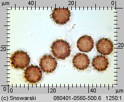 Scleroderma verrucosum (tęgoskór brodawkowany)